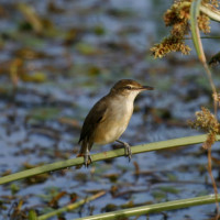 Clamorous Reed Warbler